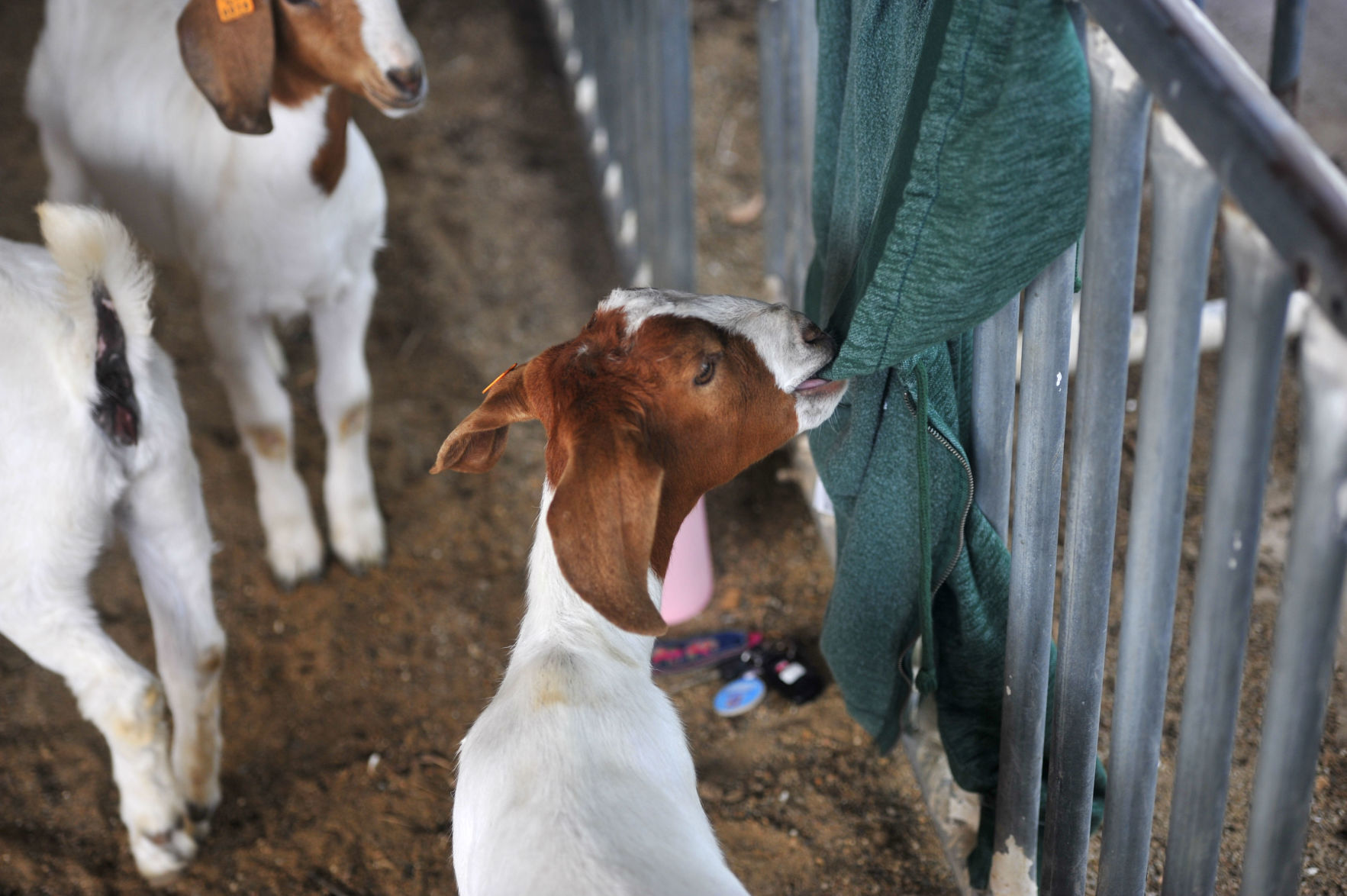 CHARLESTON GOAT YOGA 10 (06/22/19)